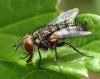 Voria ruralis
